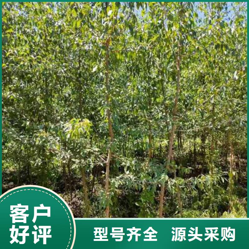 杜梨玉露香梨樹(shù)苗品質(zhì)商家