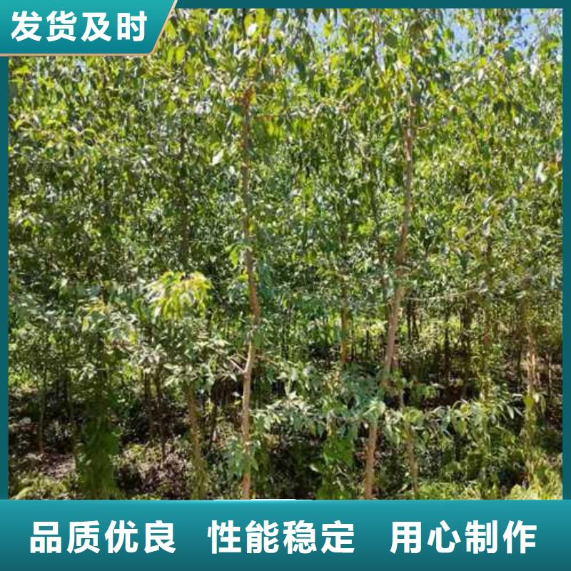 杜梨奥红全红梨树苗满足您多种采购需求