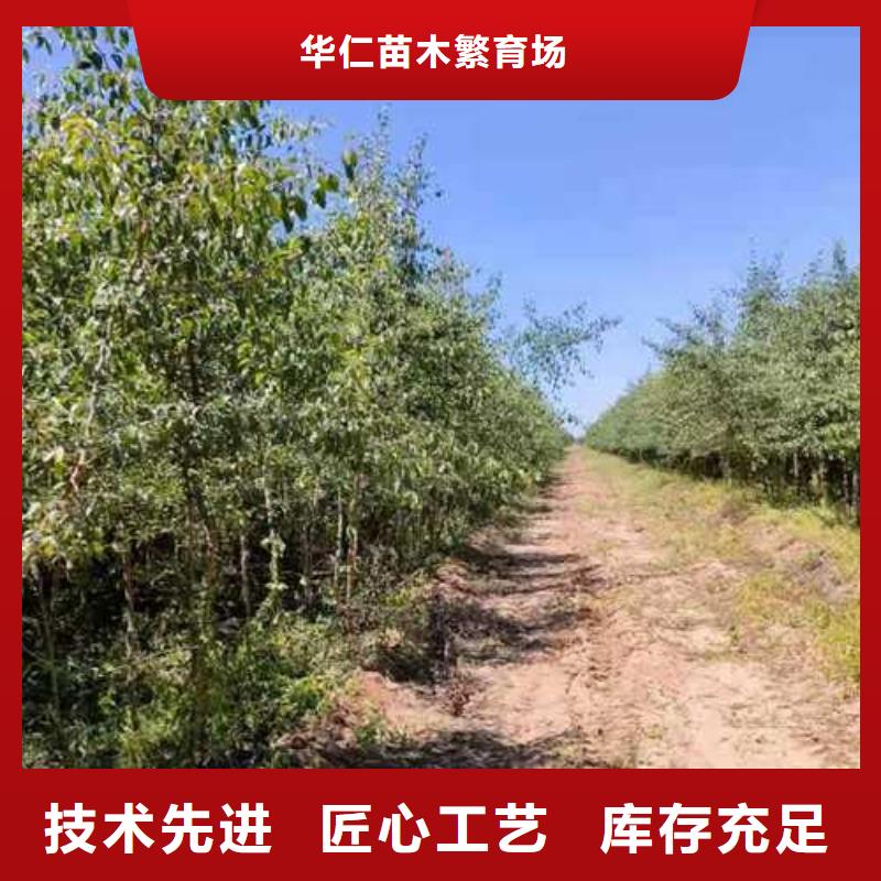杜梨秋月梨树苗根据要求定制