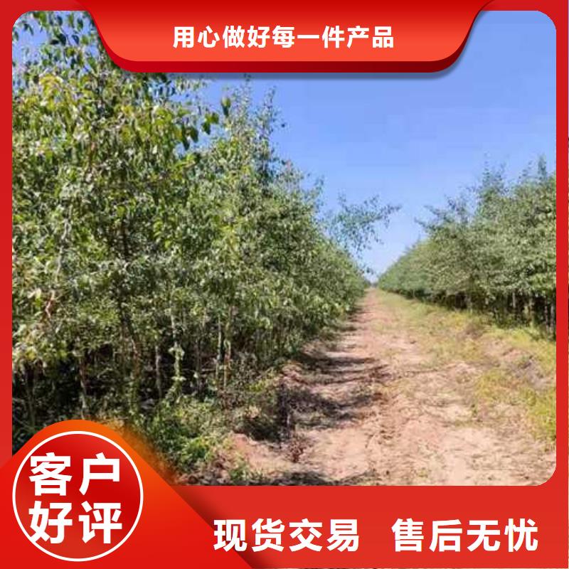 杜梨十四号桃树苗应用广泛