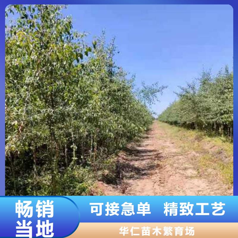 杜梨杜梨苗甄選好物