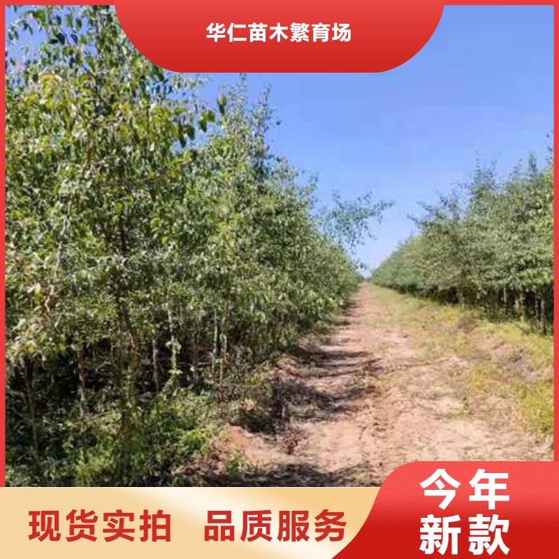 杜梨海棠苗来图加工定制