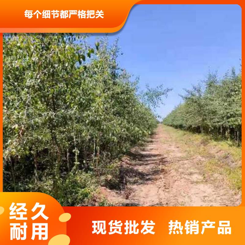 杜梨梨樹苗廠家采購