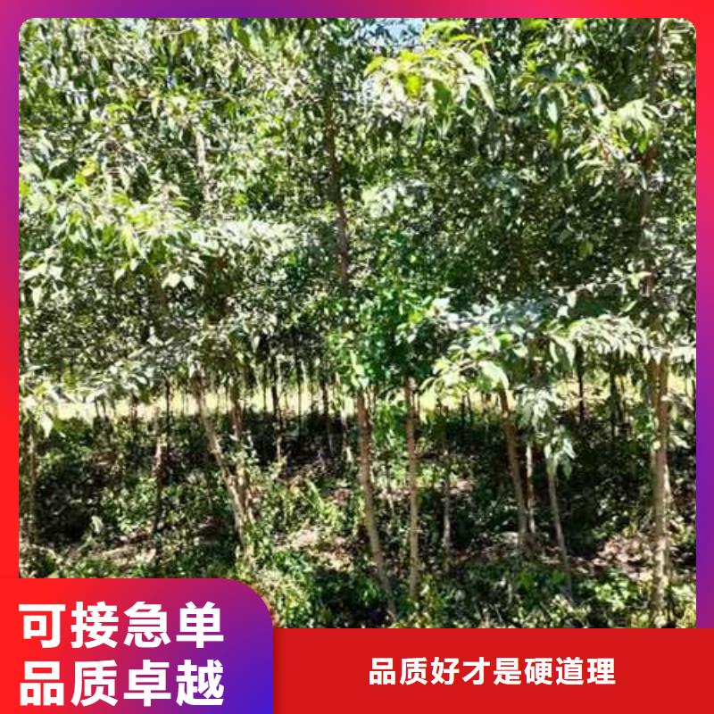 杜梨紅香酥梨樹(shù)苗源頭廠家來(lái)圖定制