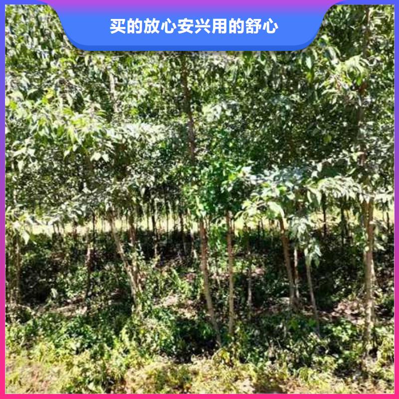 杜梨_毛桃苗厂家案例