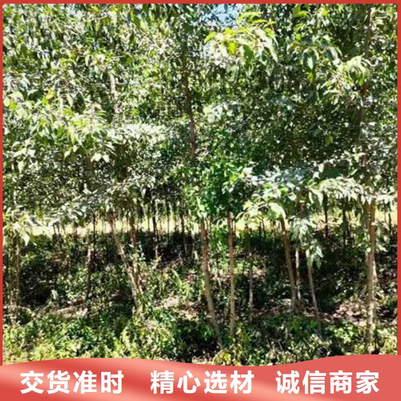杜梨_紅香酥梨樹苗專業(yè)按需定制