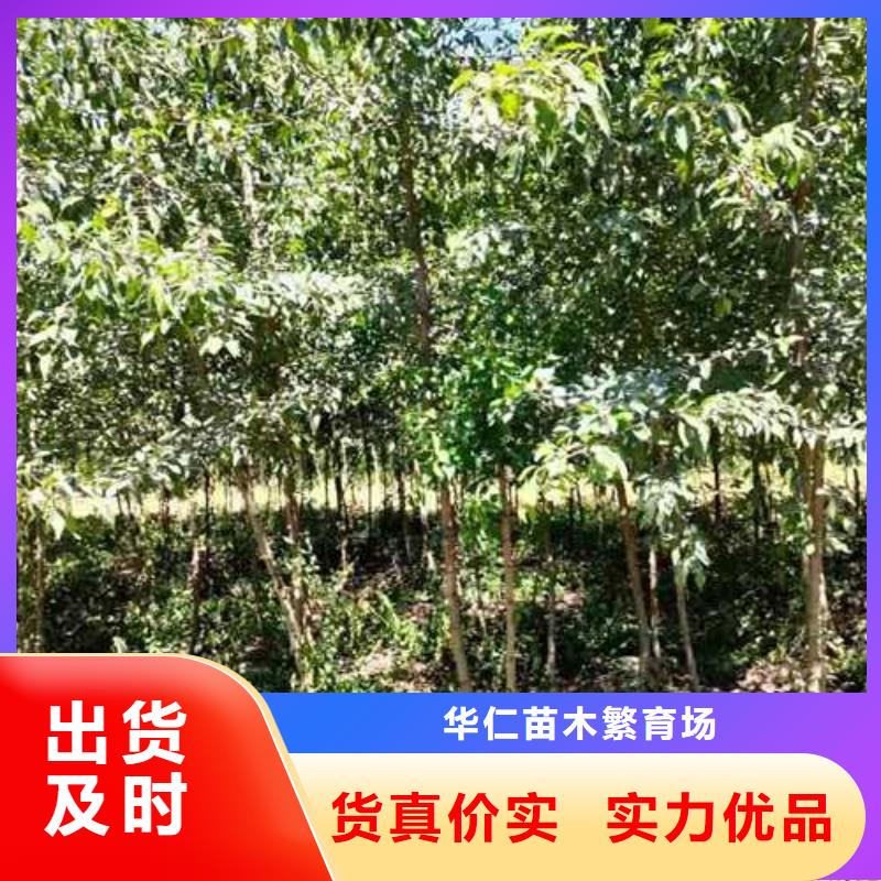 杜梨_玉露香梨树苗厂家直销值得选择