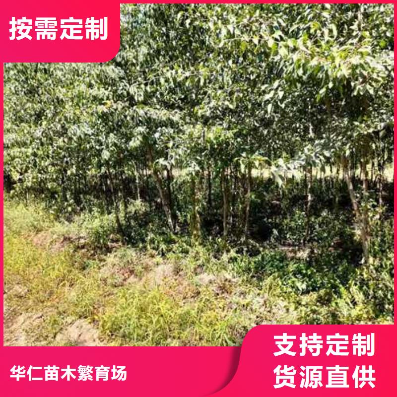 杜梨梨樹苗基地出貨及時