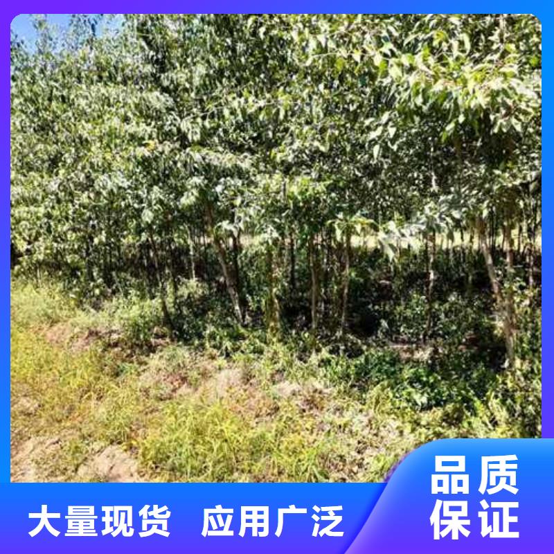 杜梨皇冠梨樹苗廠家直發(fā)