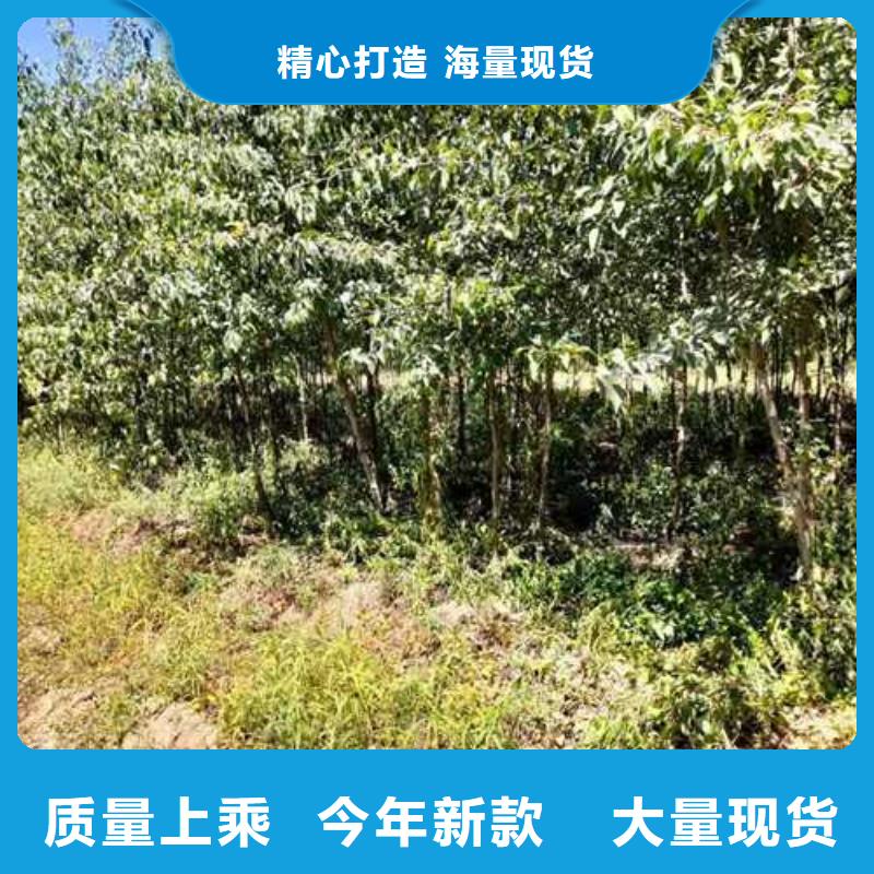杜梨-秋月梨樹苗現(xiàn)貨直供