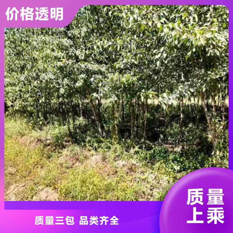 杜梨玉露香梨樹苗嚴(yán)選好貨