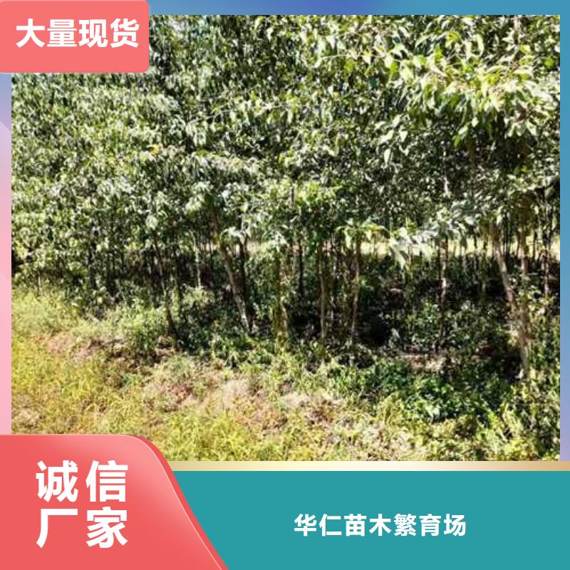 杜梨奥红一号梨苗低价货源