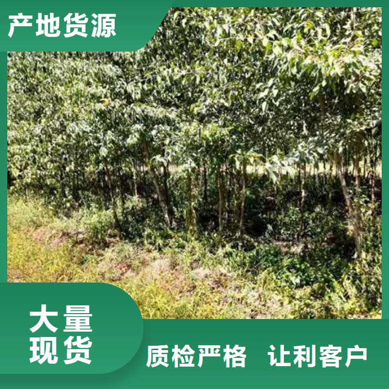 杜梨_毛桃苗厂家案例