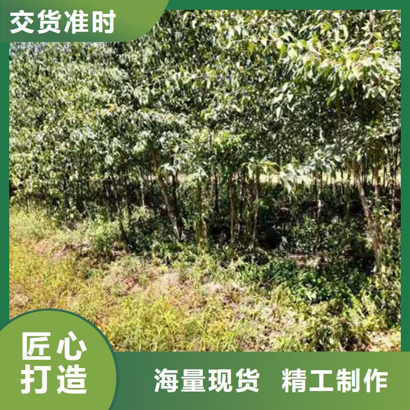 杜梨十四号桃树苗应用广泛