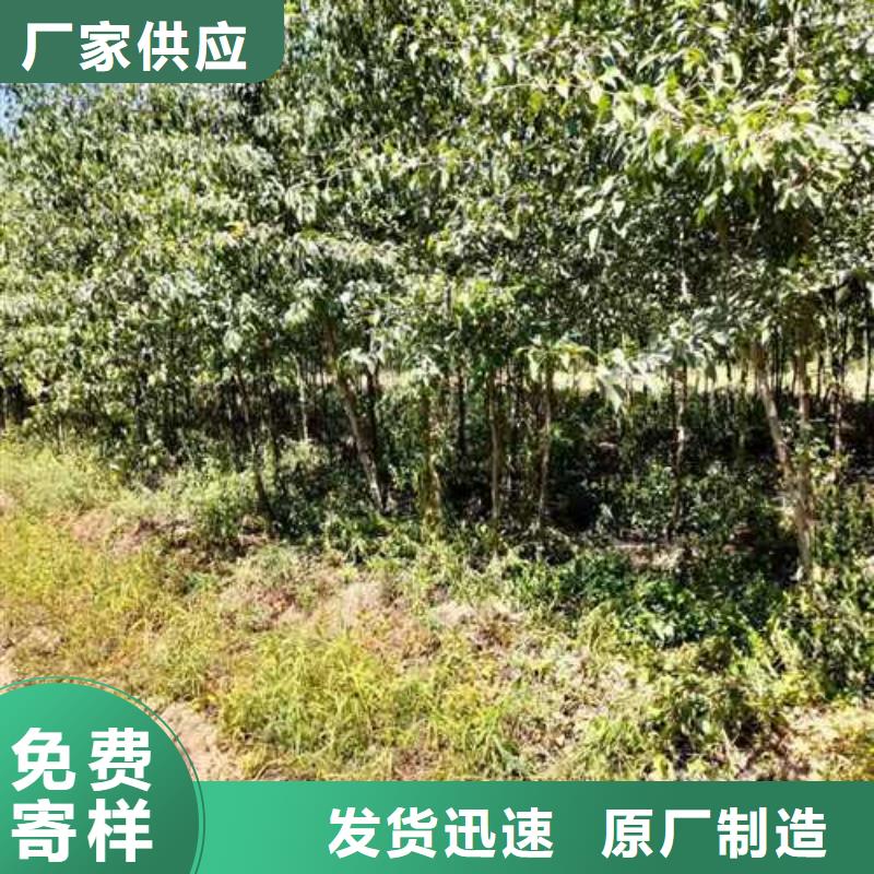 杜梨黄冠梨树苗现货充裕