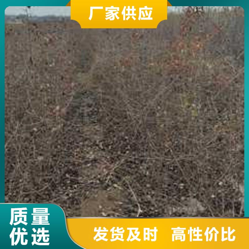 杜梨山桃苗放心得選擇