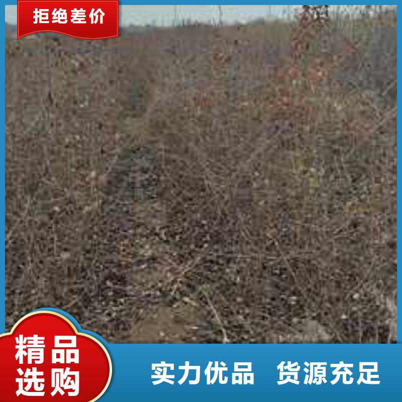 杜梨山桃苗放心得選擇