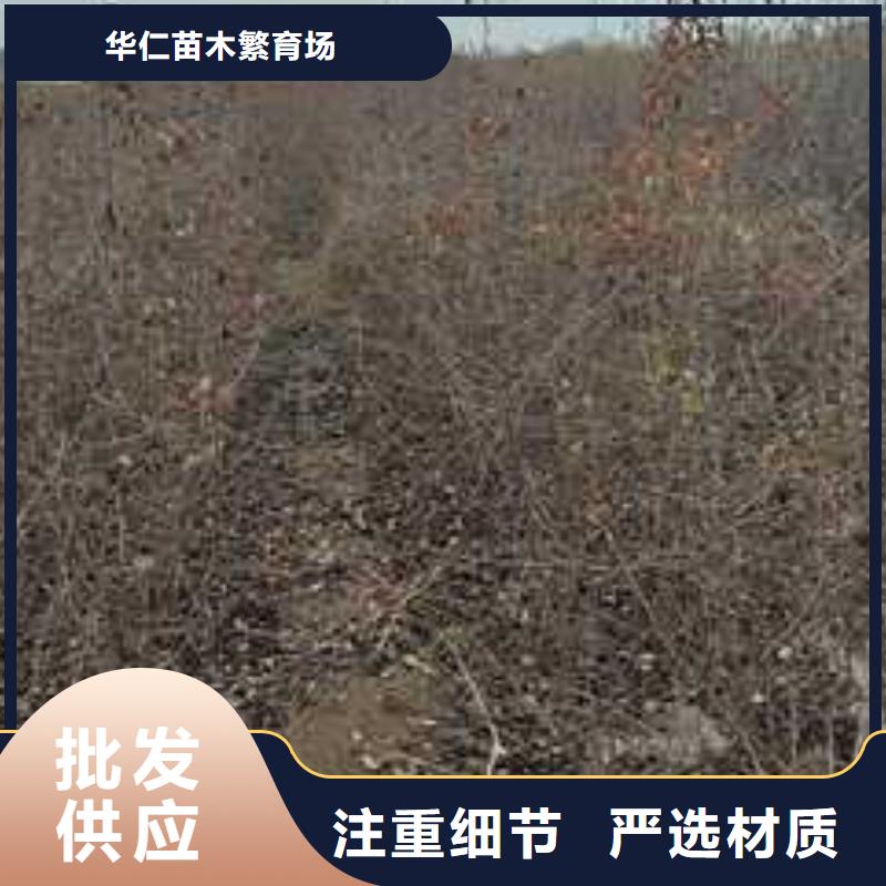 杜梨_毛桃苗厂家案例
