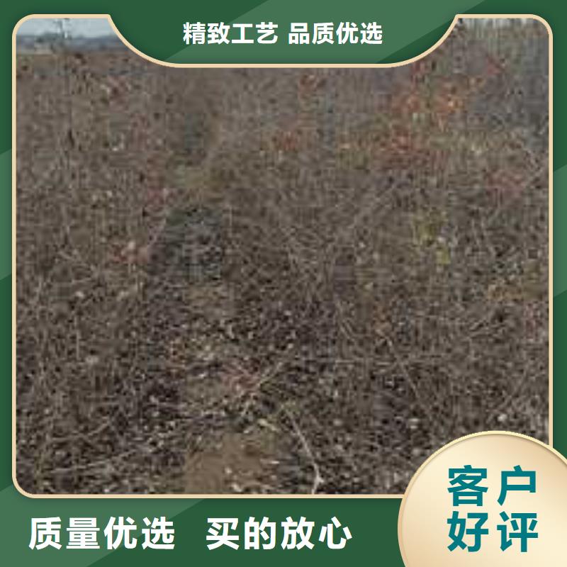 杜梨玉露香梨樹(shù)苗品質(zhì)商家