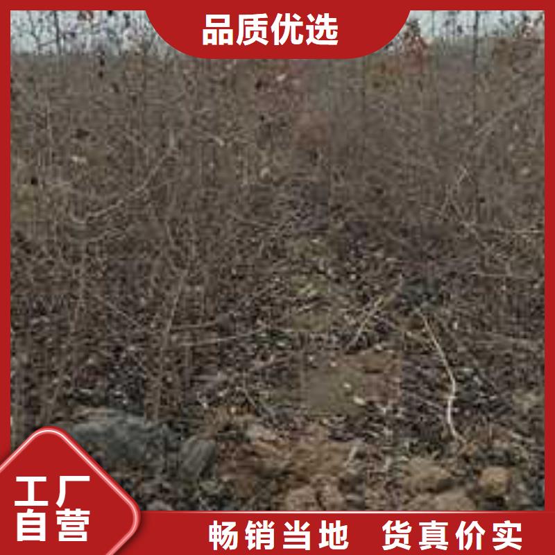杜梨梨樹苗基地出貨及時(shí)