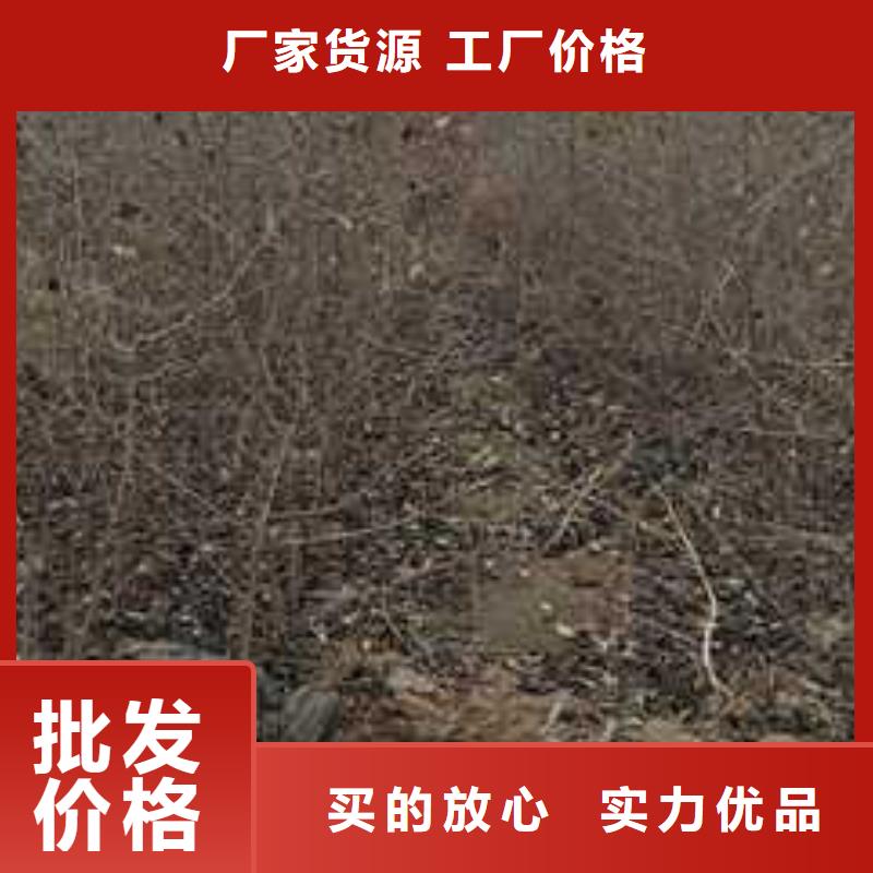 杜梨新梨7號(hào)梨樹苗廠家大量現(xiàn)貨