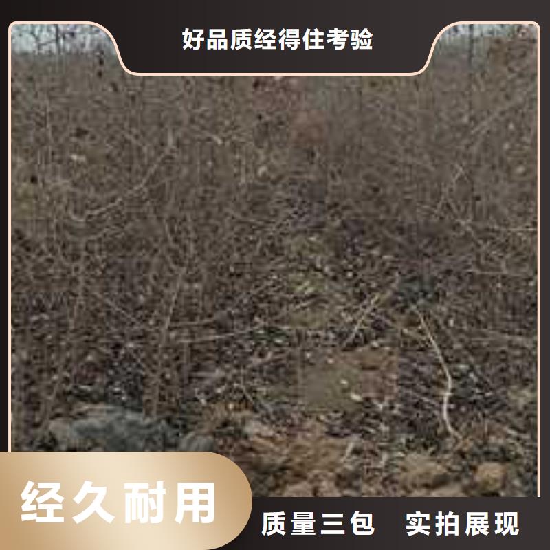 杜梨香酥梨树苗优质工艺