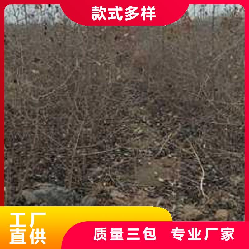 杜梨_玉露香梨树苗厂家直销值得选择