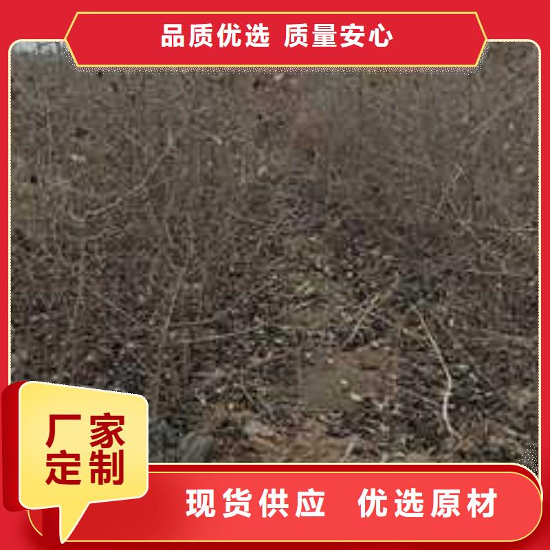 杜梨樹苗怎么買