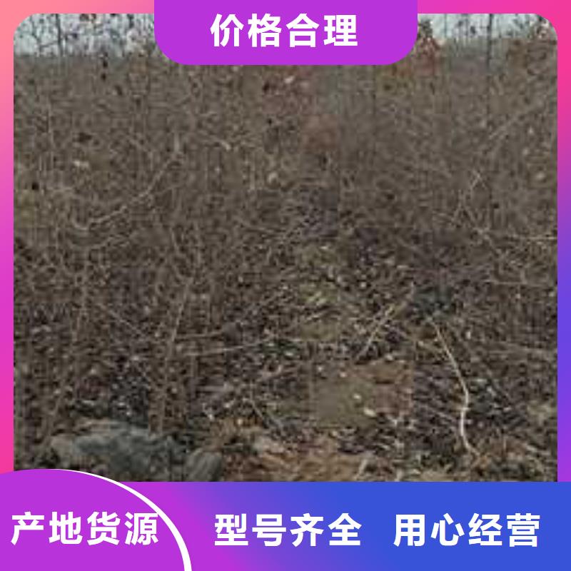 杜梨苗畝產(chǎn)多少