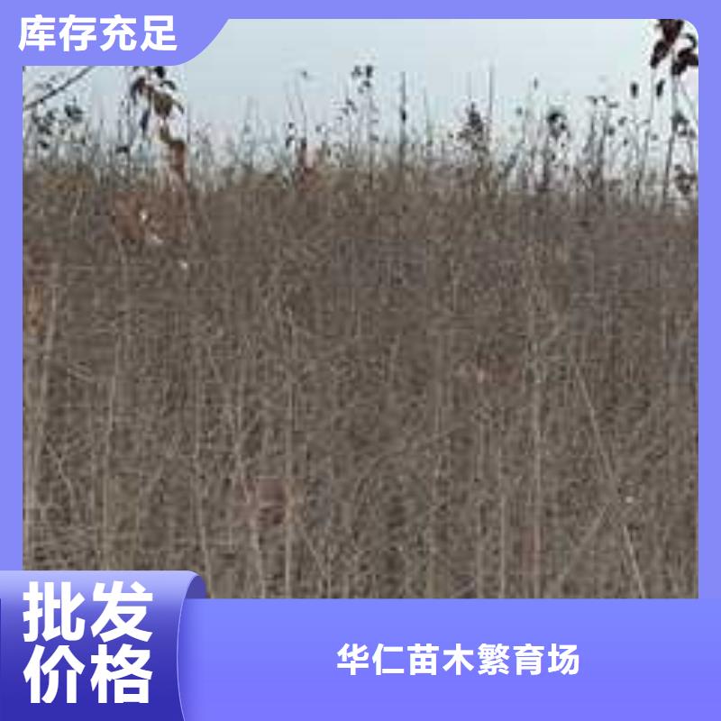 杜梨杜梨苗甄選好物