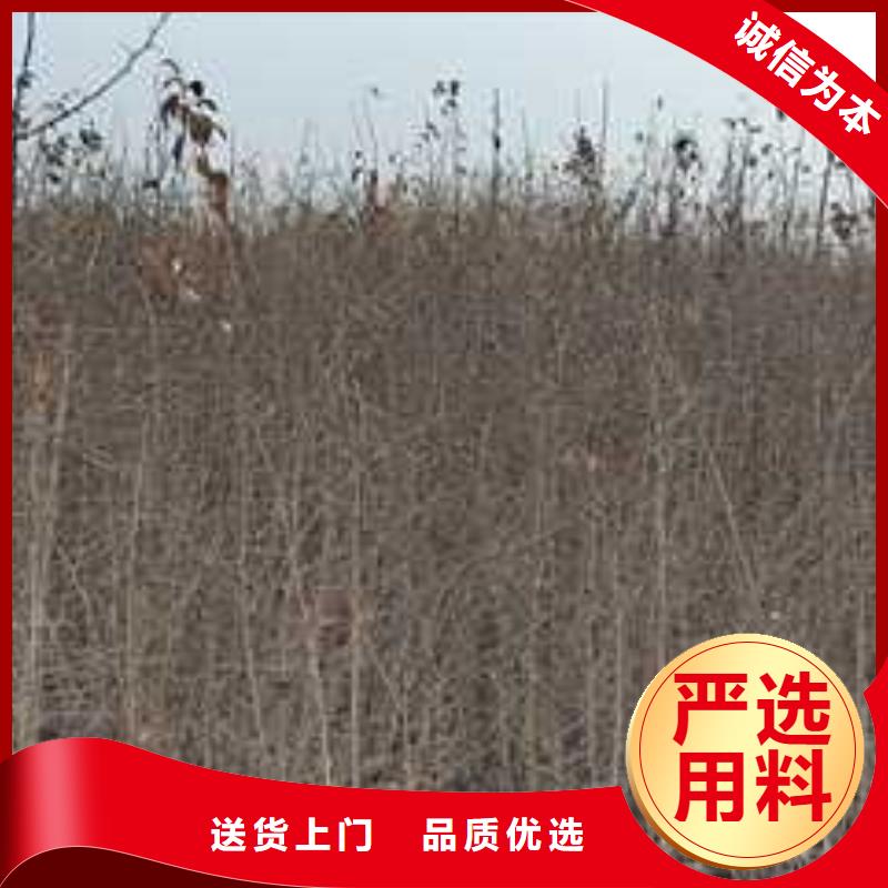 杜梨杜梨苗专注产品质量与服务