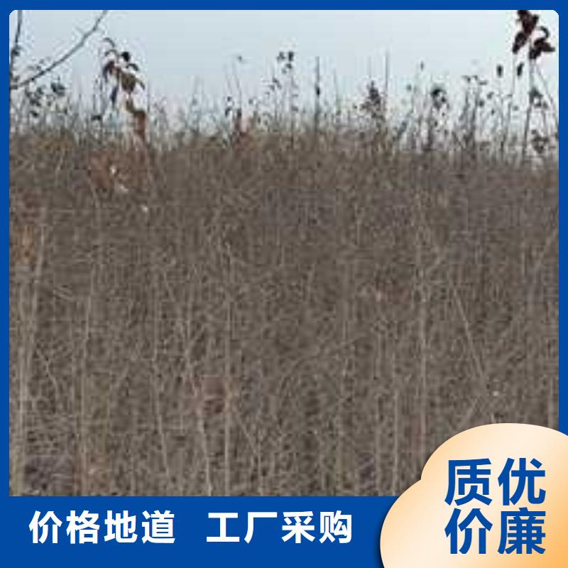杜梨香酥梨树苗专业品质