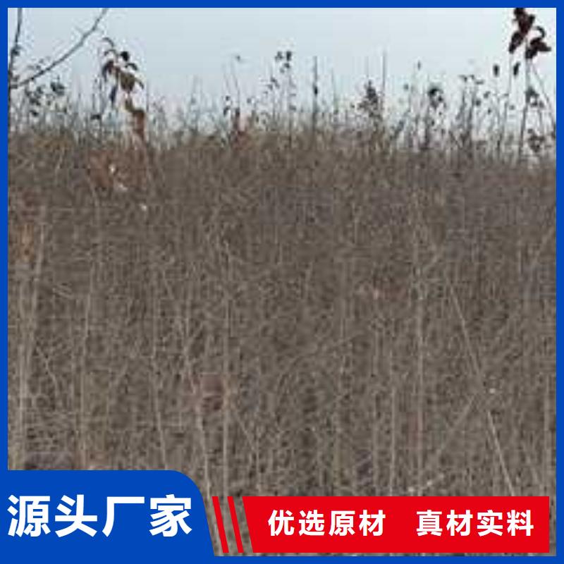杜梨梨樹苗基地出貨及時(shí)
