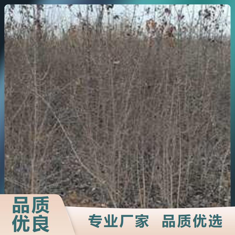 杜梨香酥梨树苗值得信赖