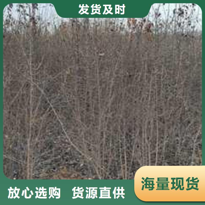 杜梨_毛桃苗高质量高信誉
