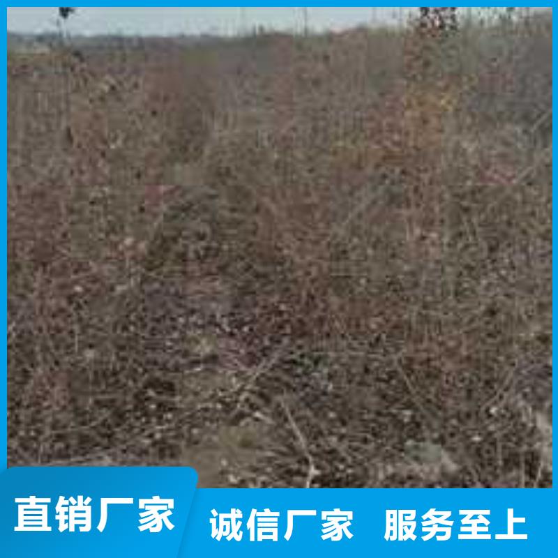 杜梨,奧紅一號梨苗性價(jià)比高