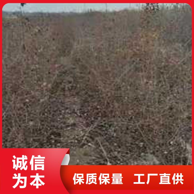 杜梨玉露香梨樹(shù)苗品質(zhì)商家