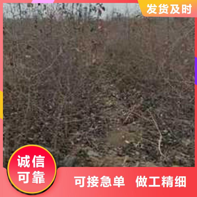 杜梨毛桃苗廠(chǎng)家直營(yíng)