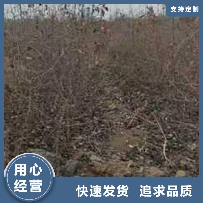杜梨黃冠梨樹苗廠家品控嚴格
