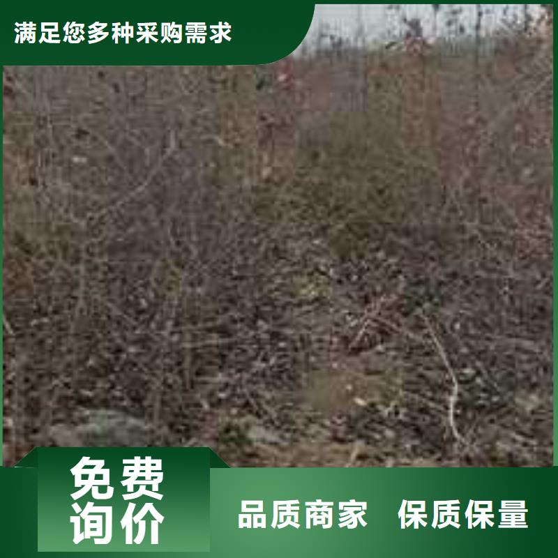杜梨杜梨苗優(yōu)選好材鑄造好品質