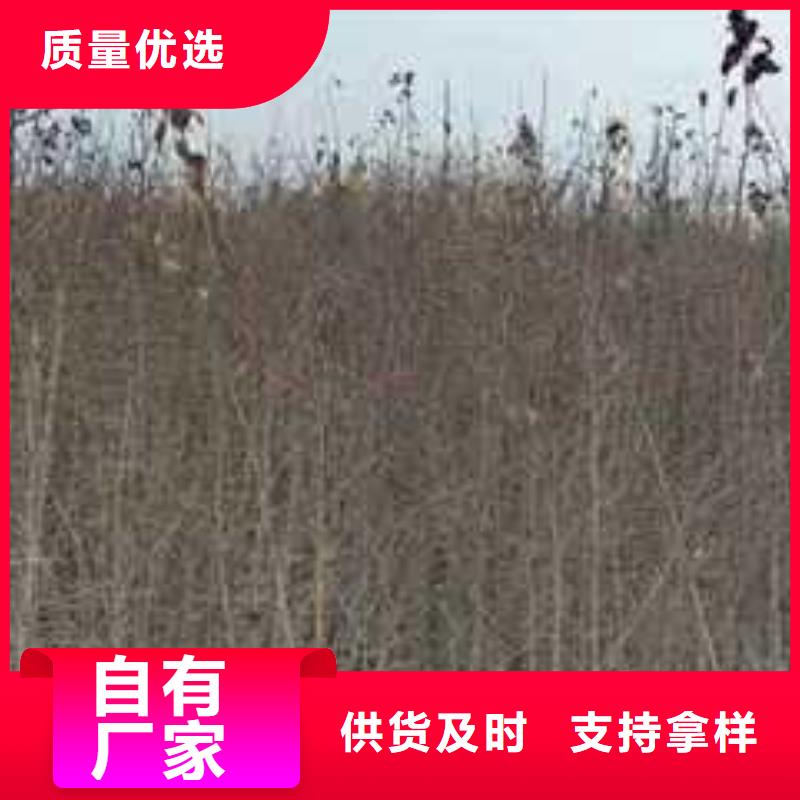 杜梨香酥梨樹苗專業(yè)品質(zhì)