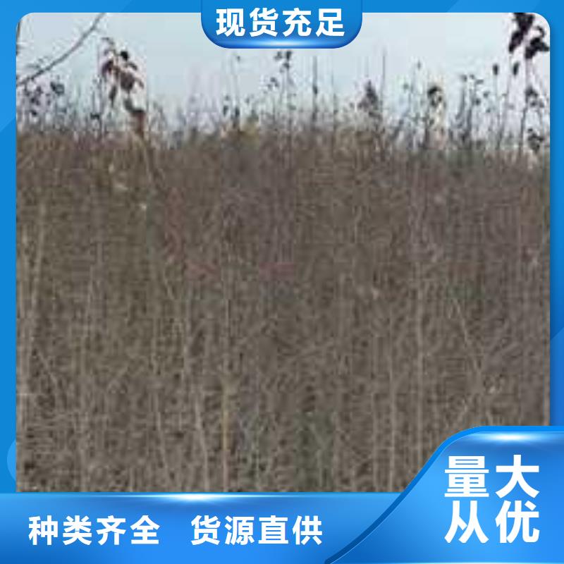 杜梨苗畝產(chǎn)多少