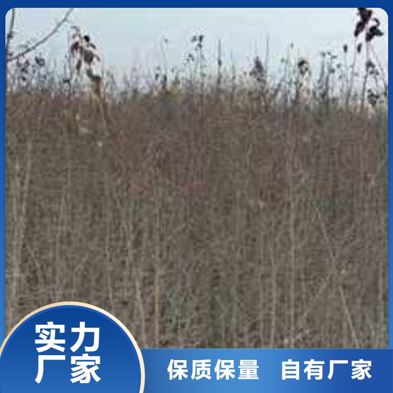 杜梨苗一顆多少錢