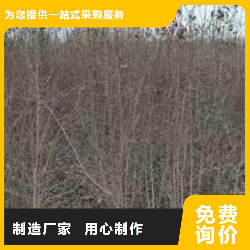 杜梨瑞蟠101桃樹苗品質(zhì)值得信賴