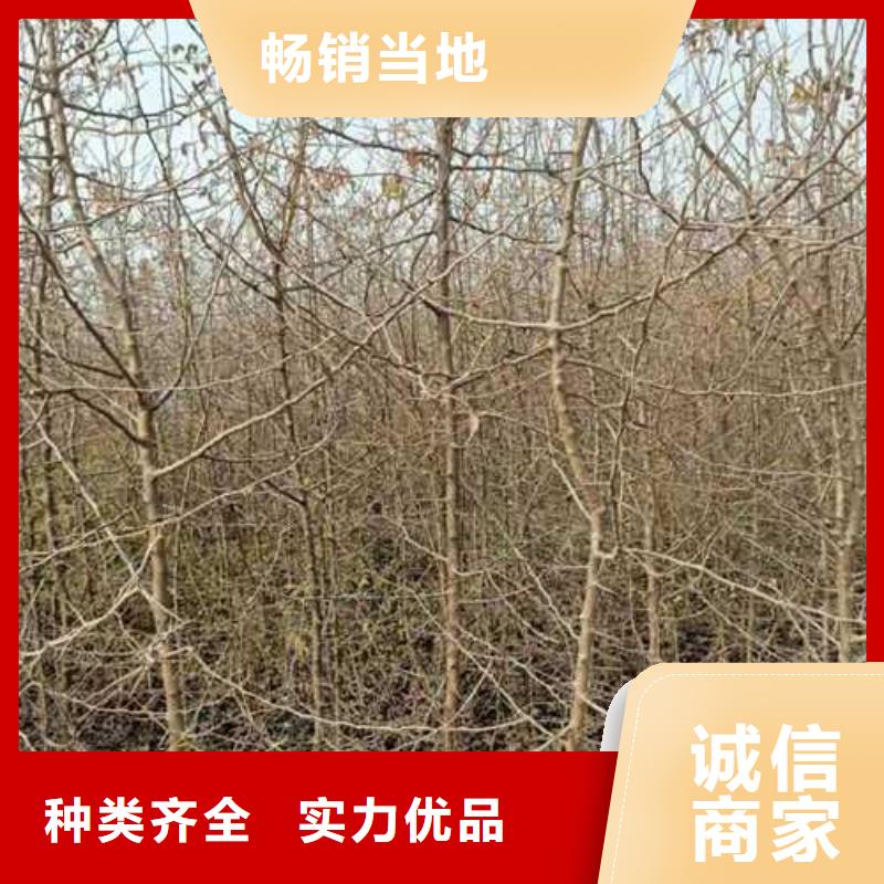 杜梨_玉露香梨树苗厂家直销值得选择