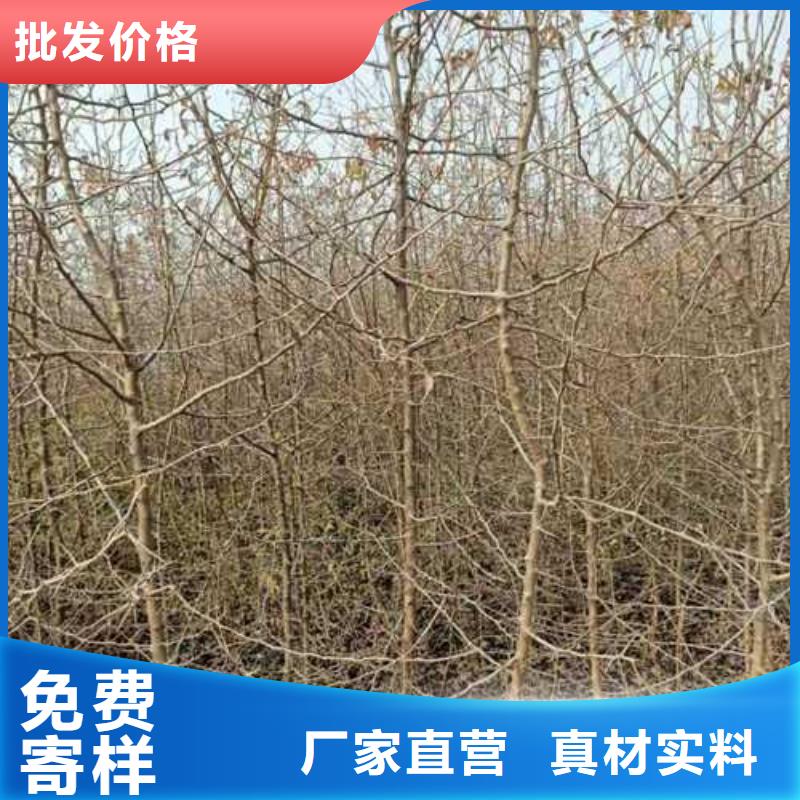 杜梨皇冠梨樹苗低價貨源
