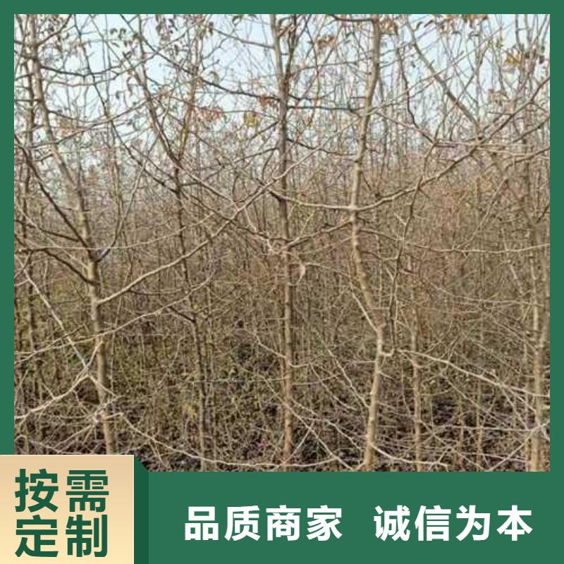 杜梨黃冠梨樹苗廠家品控嚴格