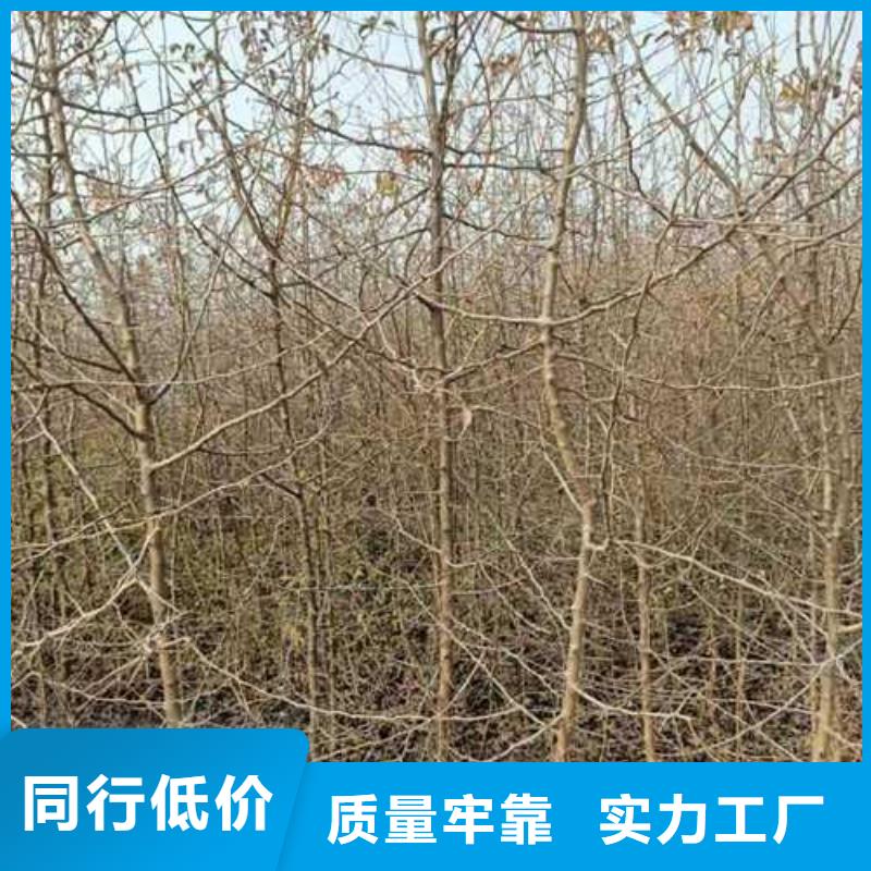杜梨毛桃苗厂家直营