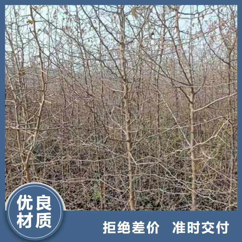 杜梨秋月梨樹苗聯(lián)系廠家