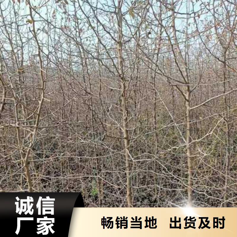 杜梨_毛桃苗厂家案例